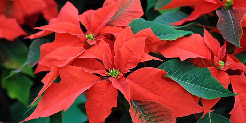 How to keep your poinsettia throughout the year?
